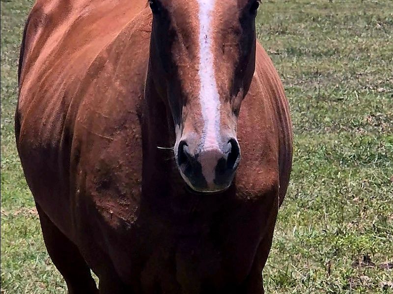 warmblood/Thoroughbred Mare 