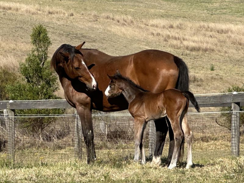 Gymnastic Star/ Regardez Moi Mare