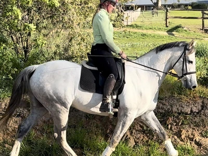 Dressage , Show , Showjump or Event.