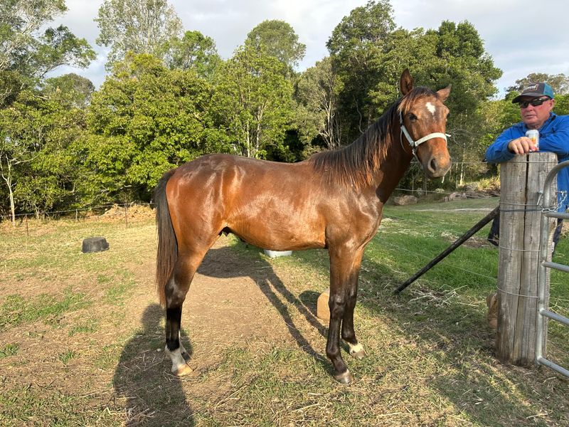 Emerald x Casting x Bravado Ego Z colt