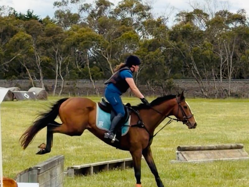 Trainable sweet TB gelding 