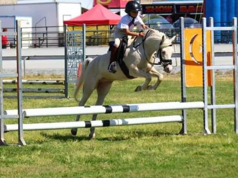 Been there, done that - honest kids pony