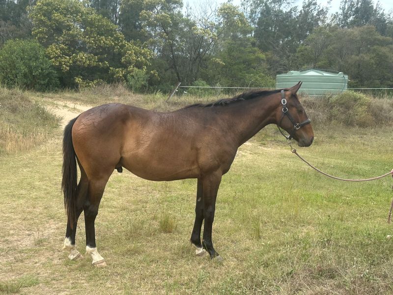 Young Jumper or Eventer