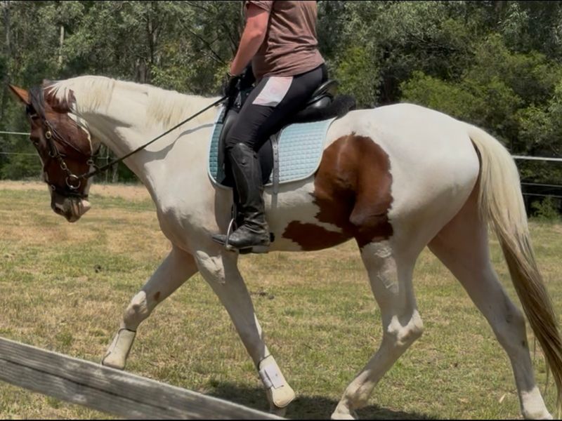 4yo Charisma Gelding