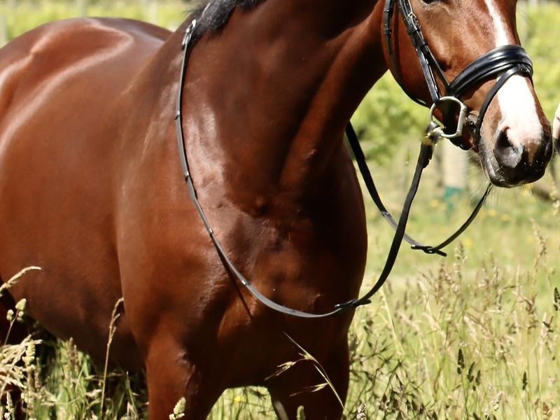 Felicity - Imported Medium level Mare