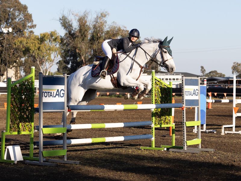 Show Jumping Warmblood Mare