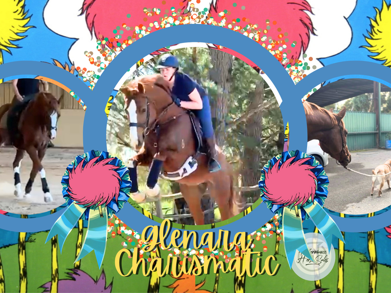 Glenara Charismatic - unspoilt young WB gelding