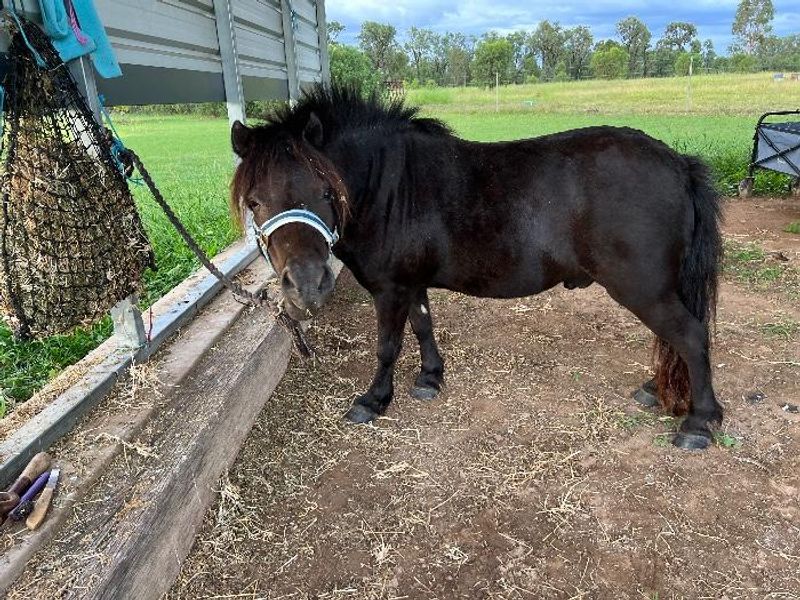Companion Mini Gelding