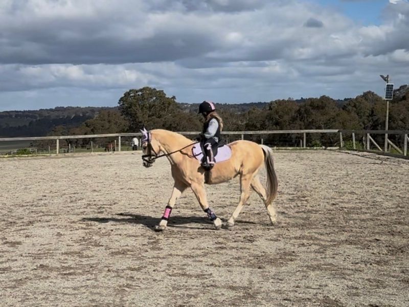 Stunning 12.2hh Welsh B