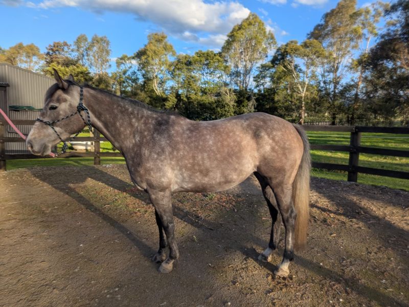 Stunning 4 year Old WB Mare With Show Jumping Pedi
