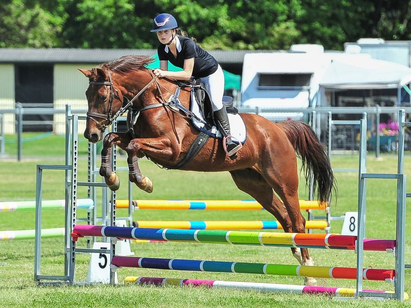 Scopey Warmblood Mare