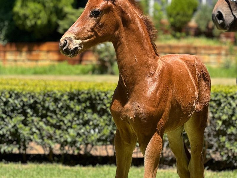 Gorgeous So Unique x Rosenglanz Filly