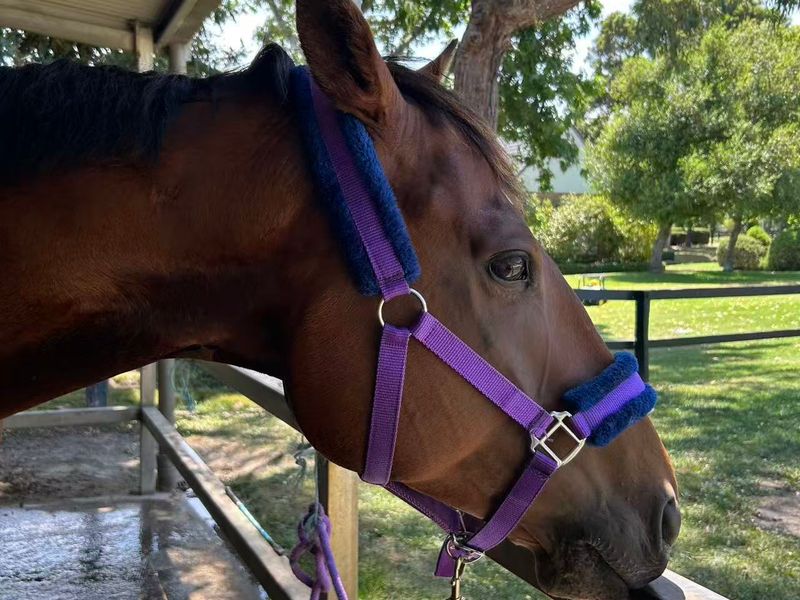 Free to good home-companion horse!