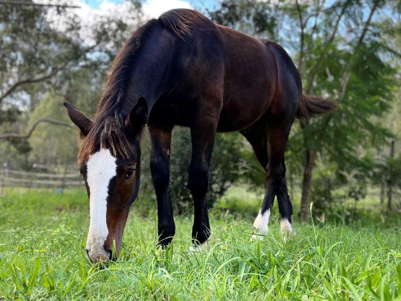 Purebred Irish Draught Colt