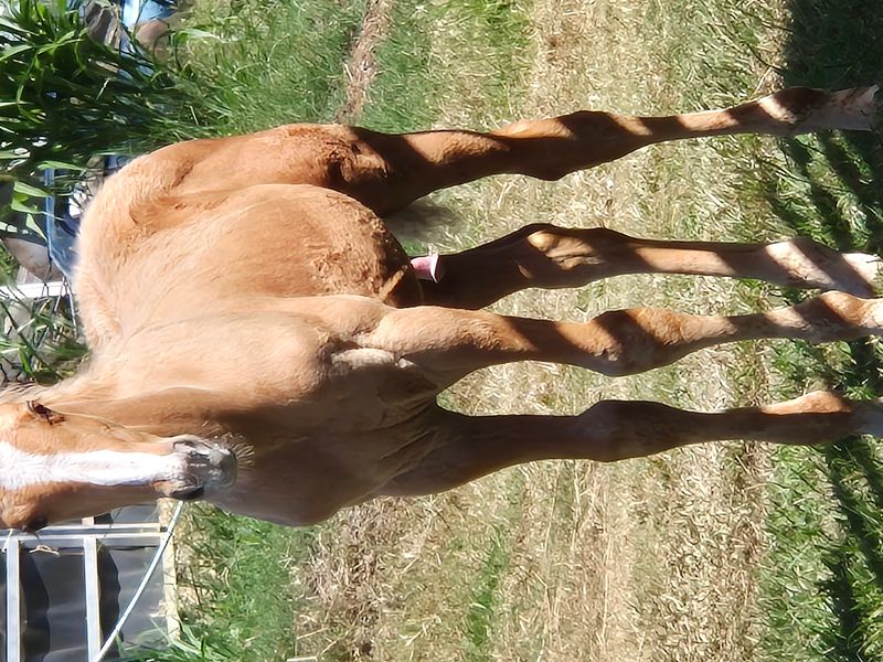 warmblood Palomino Gelding 