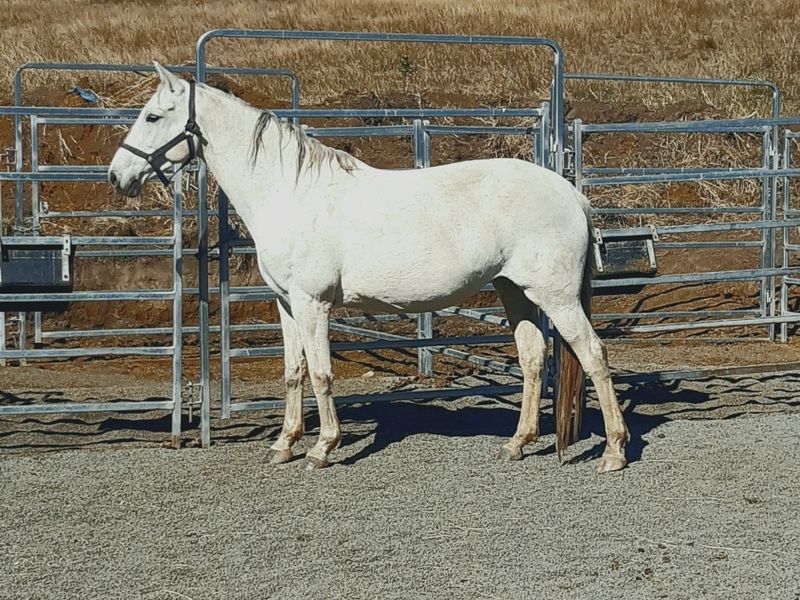 warmblood Mare 