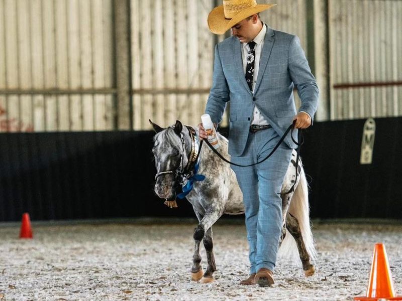 Appaloosa kids pony gelding