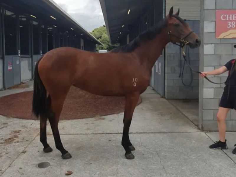 🌟 5yo OTT Thoroughbred Mare – Lovely Project Hors
