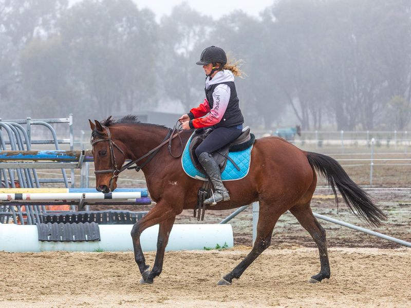 Fun allrounder gelding