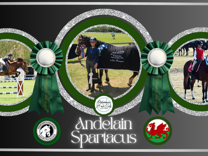Andelain Spartacus - Welsh Eventer/ SJ/ Elementary