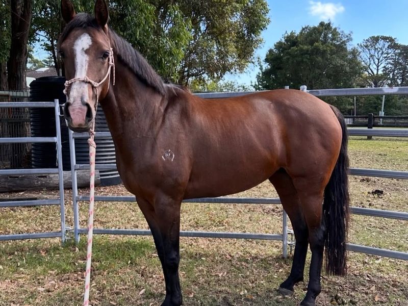 Bloomfield Vanika (Vinnie) 6YO Warmblood Mare  