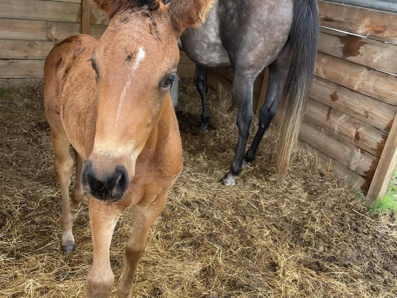 Stunning warmblood x tb