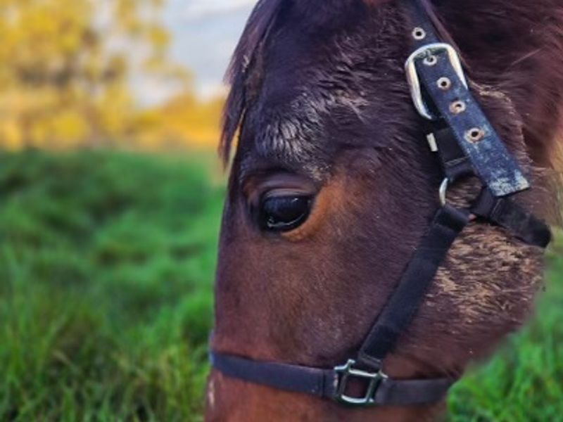 Mickey - the sweetest boy 