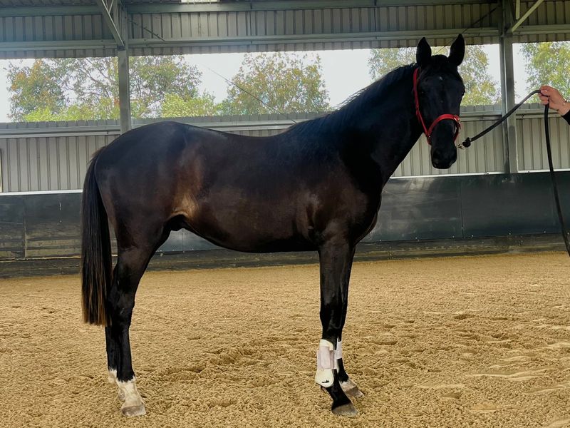 Dankeshoen Gelding 2yo 