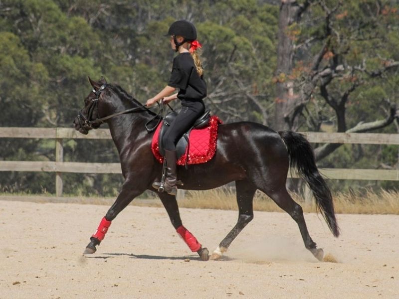 PRETTY ALLROUNDER PONY