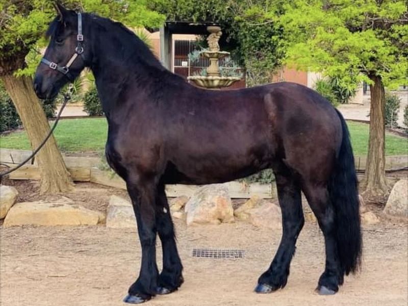 Stunning Purebred Fresian Gelding