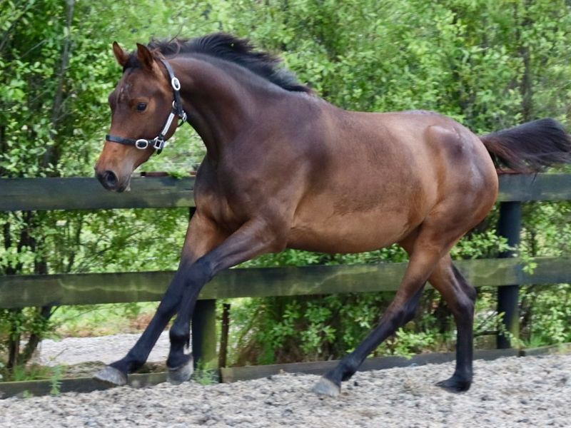 3 yo Warmblood Filly Arezzo Casall Coleman